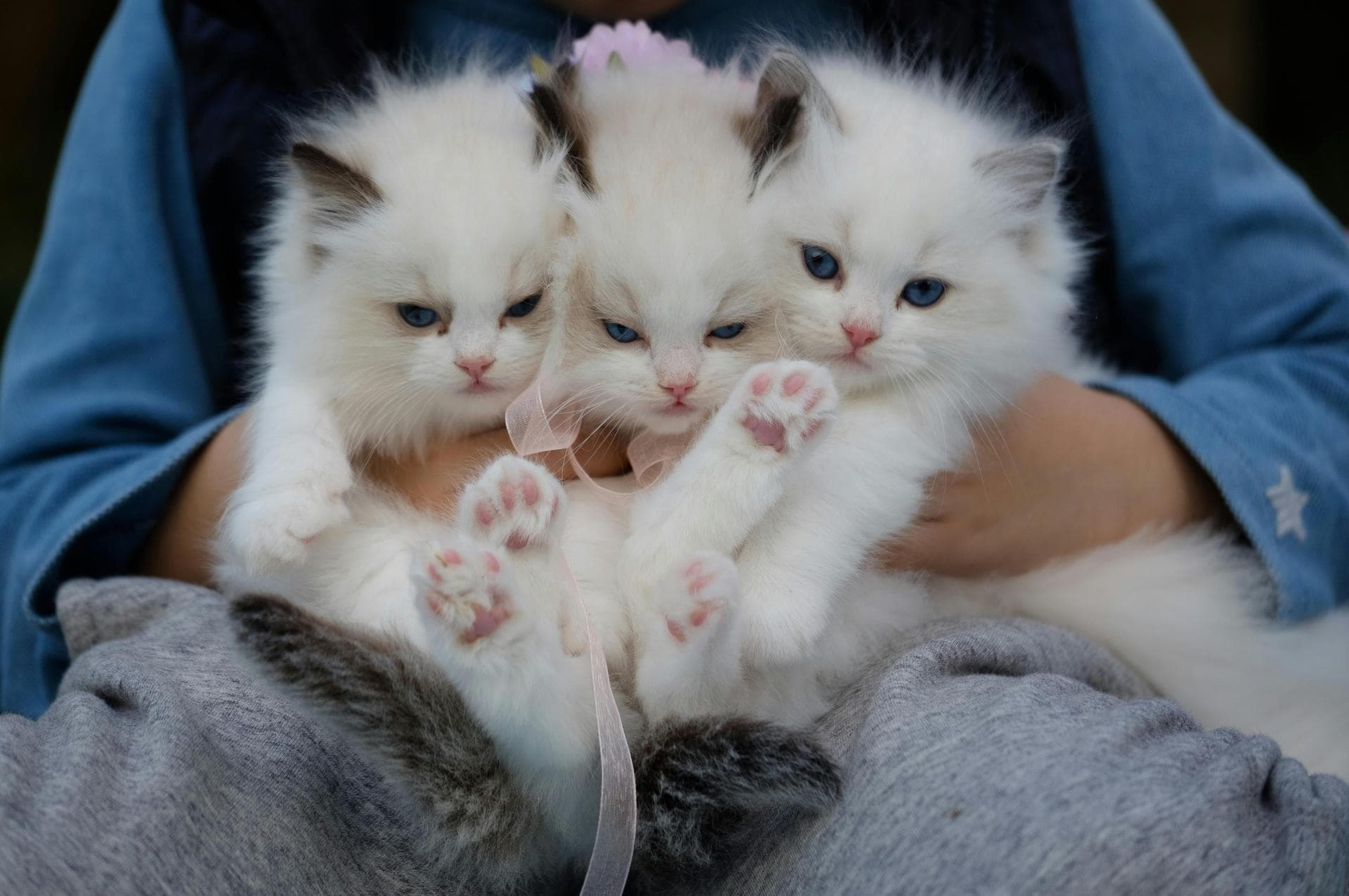 Best Vets in Cairo