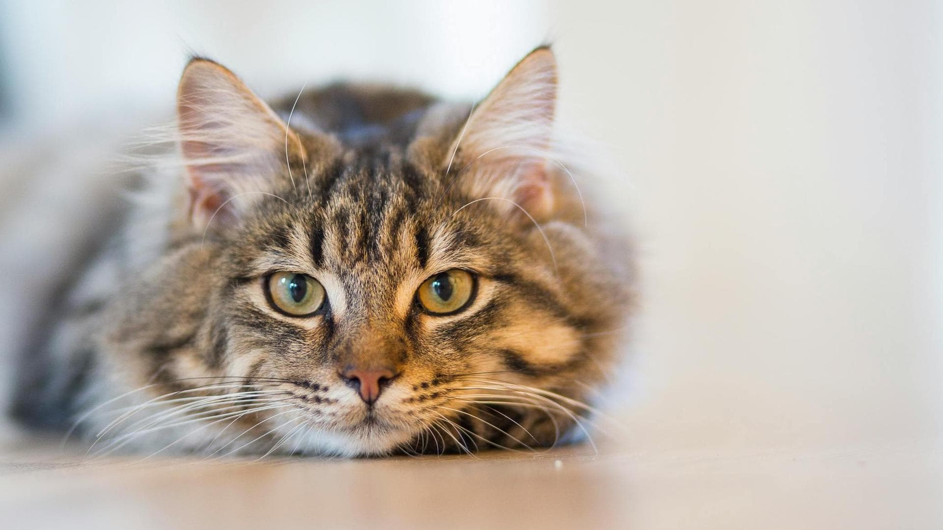 Best Vets in Katonah